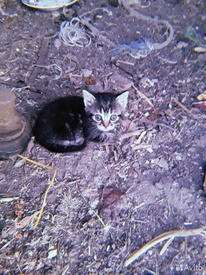 Кошка и кот купить на Зозу.ру - фотография № 2