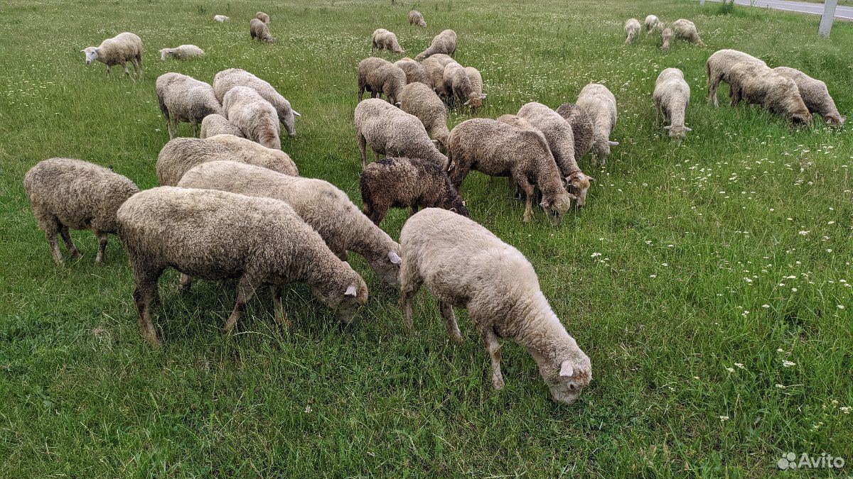 Продажа овец купить на Зозу.ру - фотография № 3
