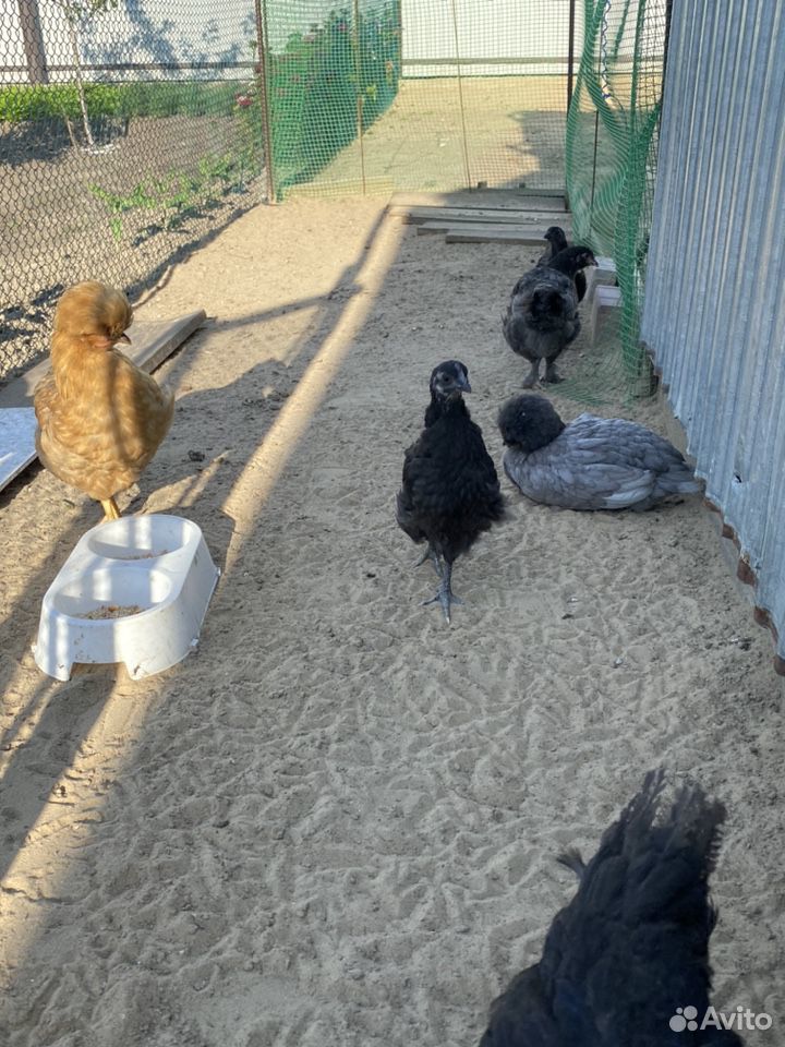Цыплята,инкубационные яйца купить на Зозу.ру - фотография № 6