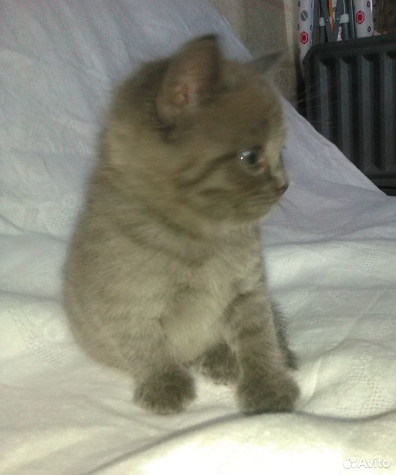 Котенок Муся в заботливые руки (1 месяц) купить на Зозу.ру - фотография № 4