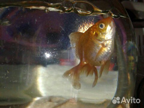 Золотая рыбка купить на Зозу.ру - фотография № 4