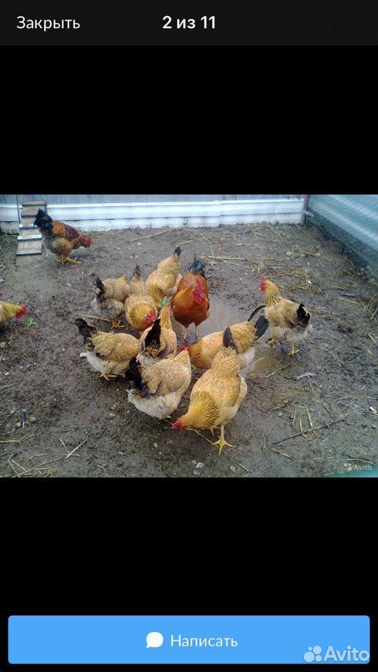 Породистые цыплята купить на Зозу.ру - фотография № 4