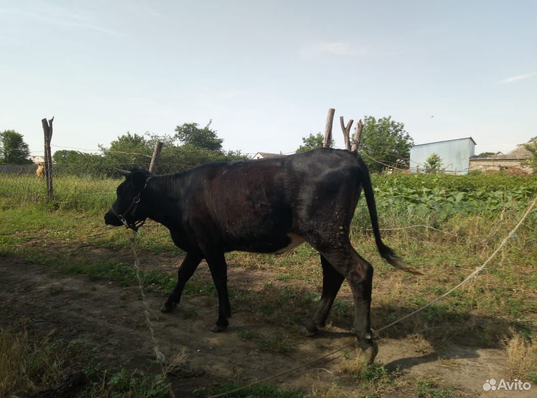 Корова и телка купить на Зозу.ру - фотография № 4