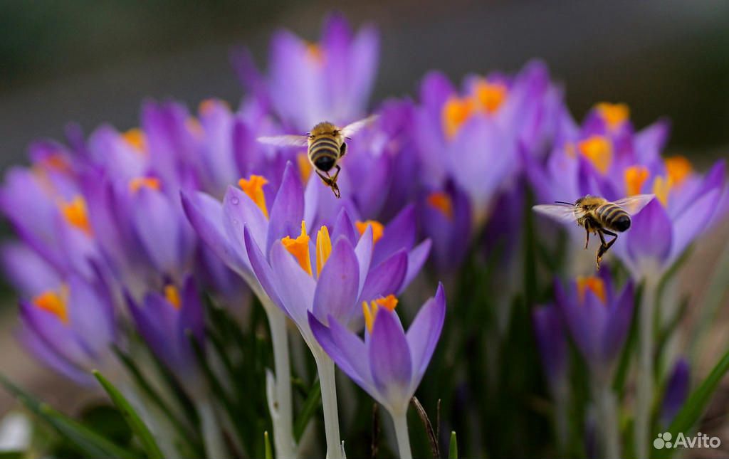 Пчелы плодные матки Карника из Швейцарии купить на Зозу.ру - фотография № 7