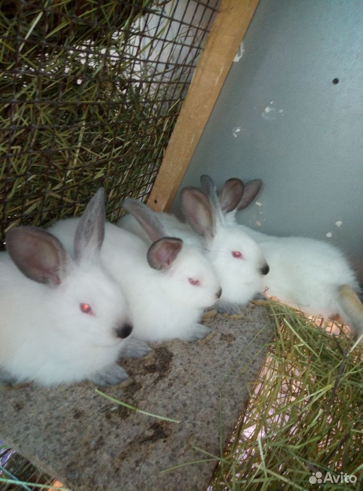 Кролики брольерных пород Нзб, клф купить на Зозу.ру - фотография № 3