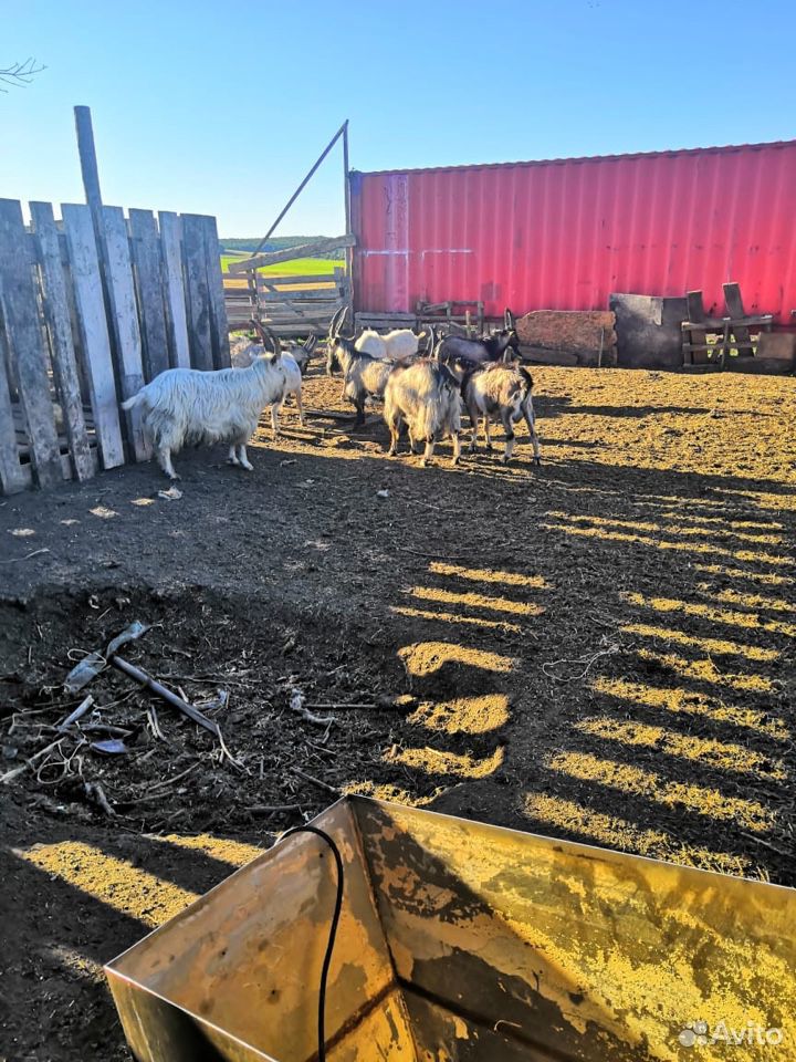 Корова, овцы, козы купить на Зозу.ру - фотография № 7