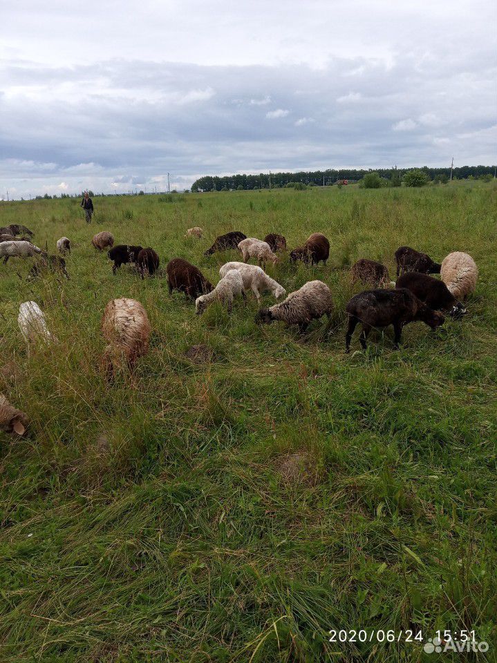Овцы, ярки купить на Зозу.ру - фотография № 3