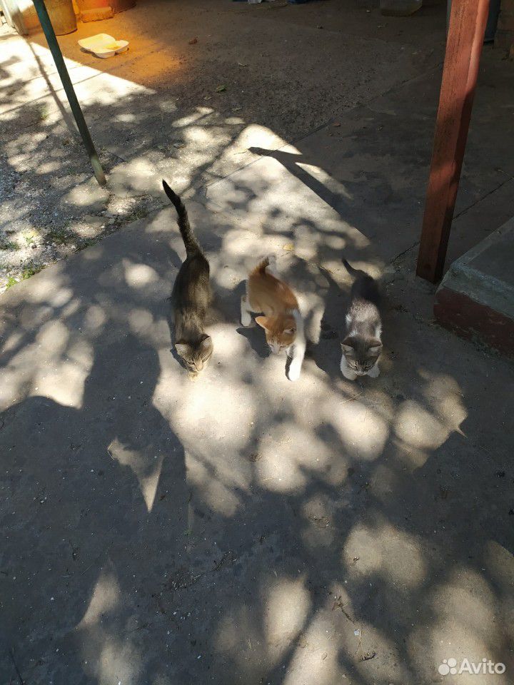 Котята купить на Зозу.ру - фотография № 8