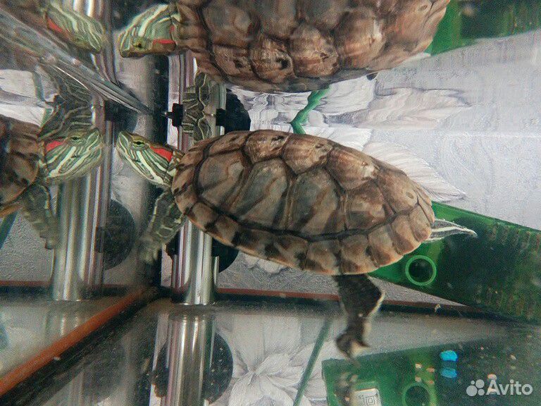 Черепаха с аквариумом, фильтром и обогревателем купить на Зозу.ру - фотография № 1