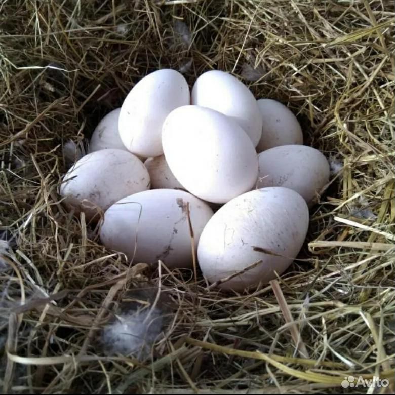 Гусиные яйца, инкубационные.Выведу на заказ купить на Зозу.ру - фотография № 1