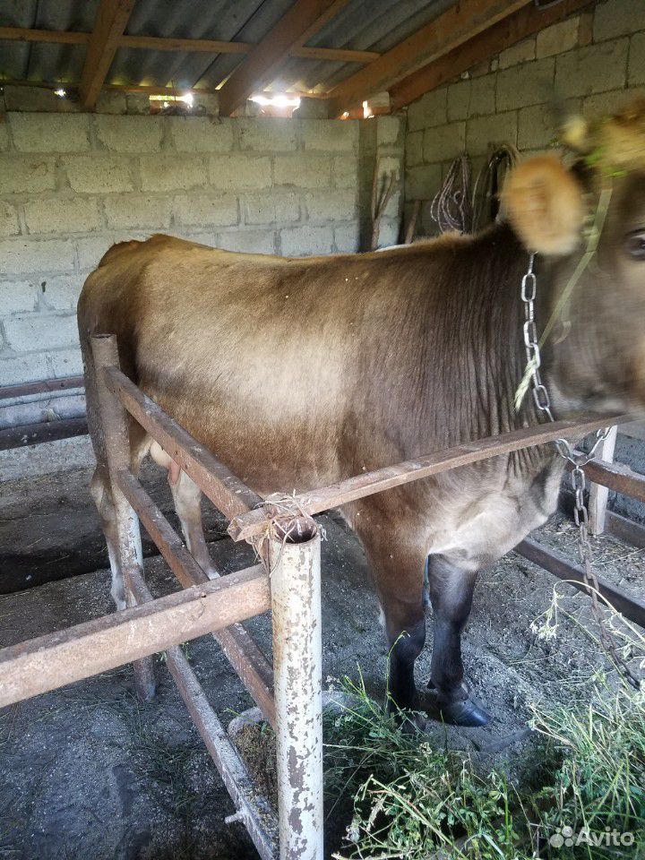 Продаётся корова с телнёнком,телёнку 4 месяца,коро купить на Зозу.ру - фотография № 2