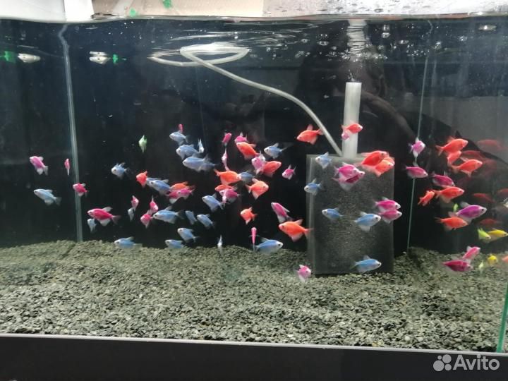 Тернеции рыбки аквариумные купить на Зозу.ру - фотография № 1
