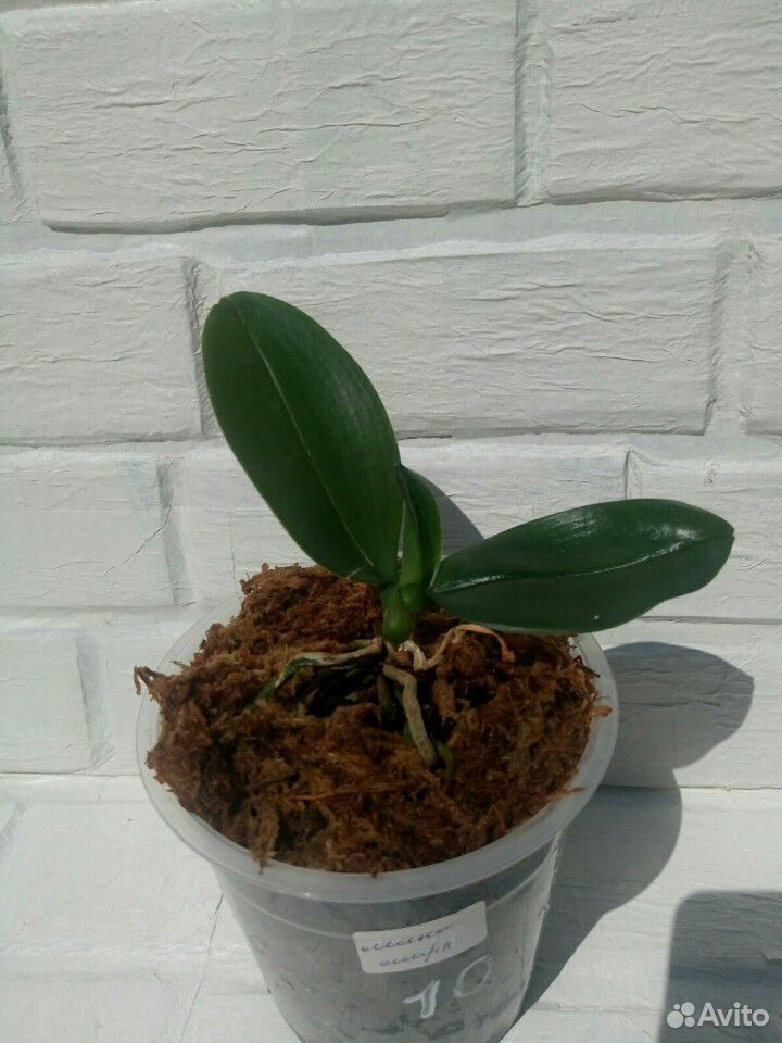 Орхидея купить на Зозу.ру - фотография № 6