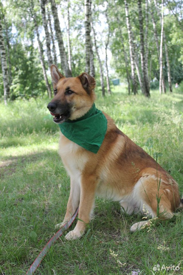 Чудесный пес в добрые руки купить на Зозу.ру - фотография № 3