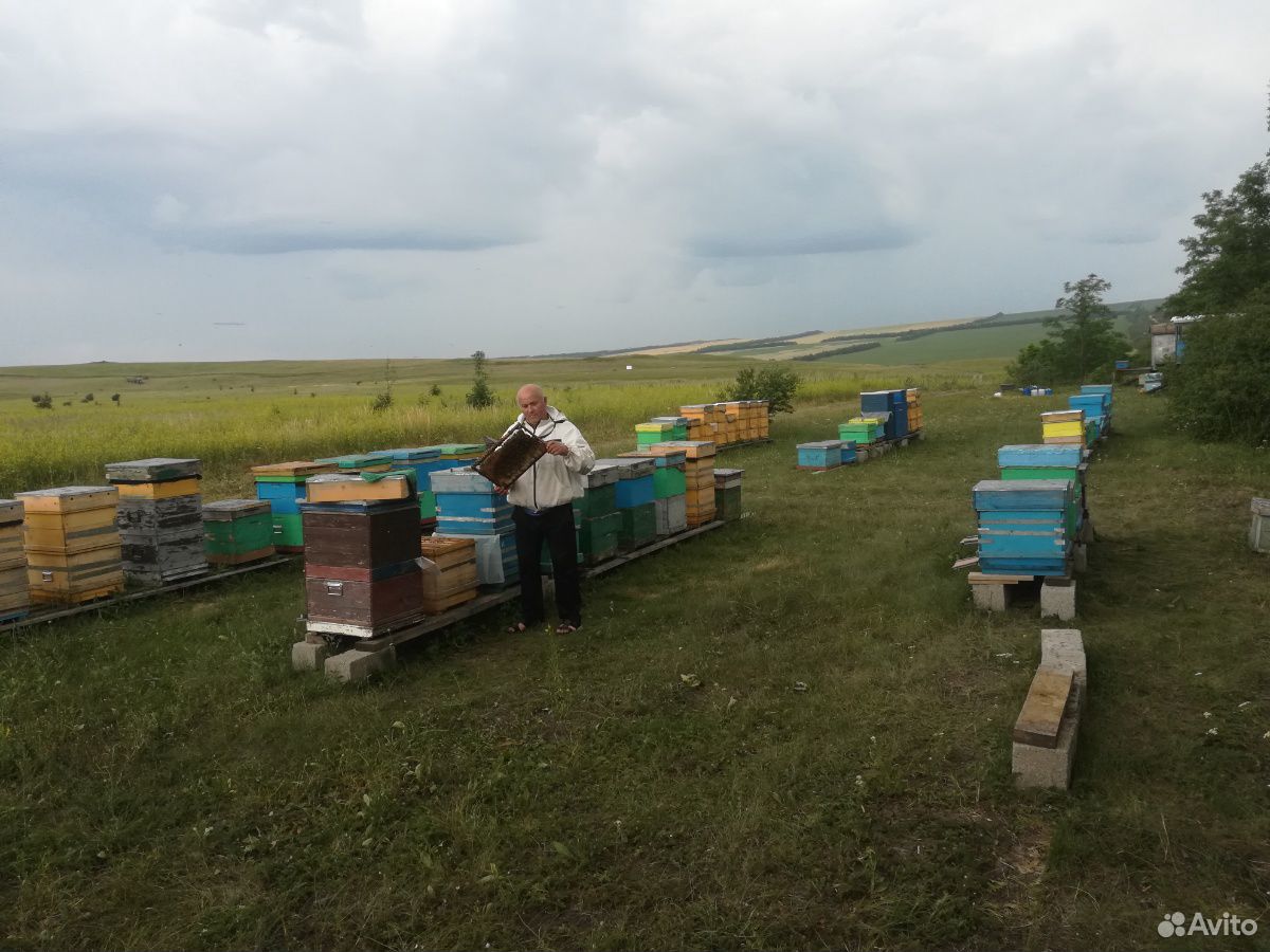 Пчелы продается пасика купить на Зозу.ру - фотография № 4