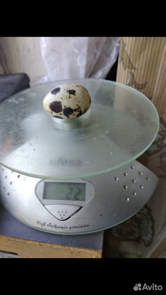 Инкубационные перепелиные яйца купить на Зозу.ру - фотография № 1
