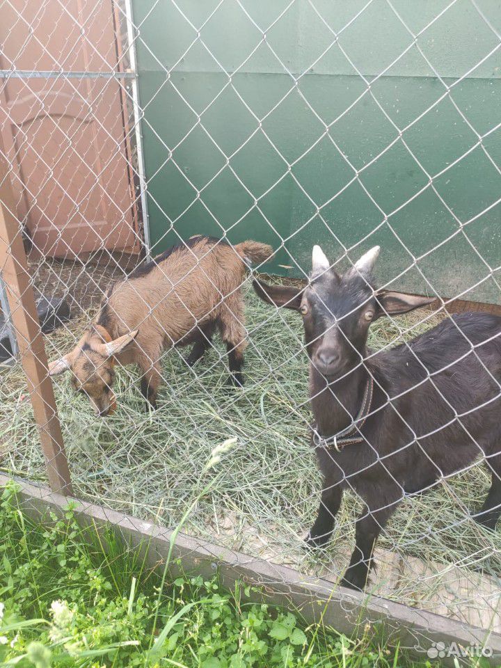 Продается стадо коз с козлятами купить на Зозу.ру - фотография № 4