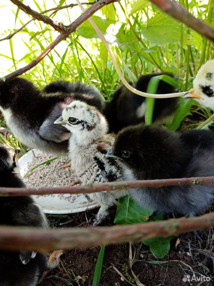 Цыплята, инкубационные яйца, петухи на племя купить на Зозу.ру - фотография № 4