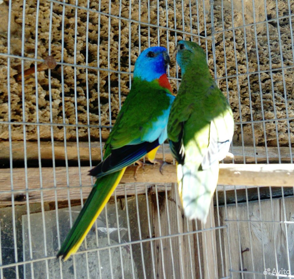 Травяные попугайчики купить на Зозу.ру - фотография № 2