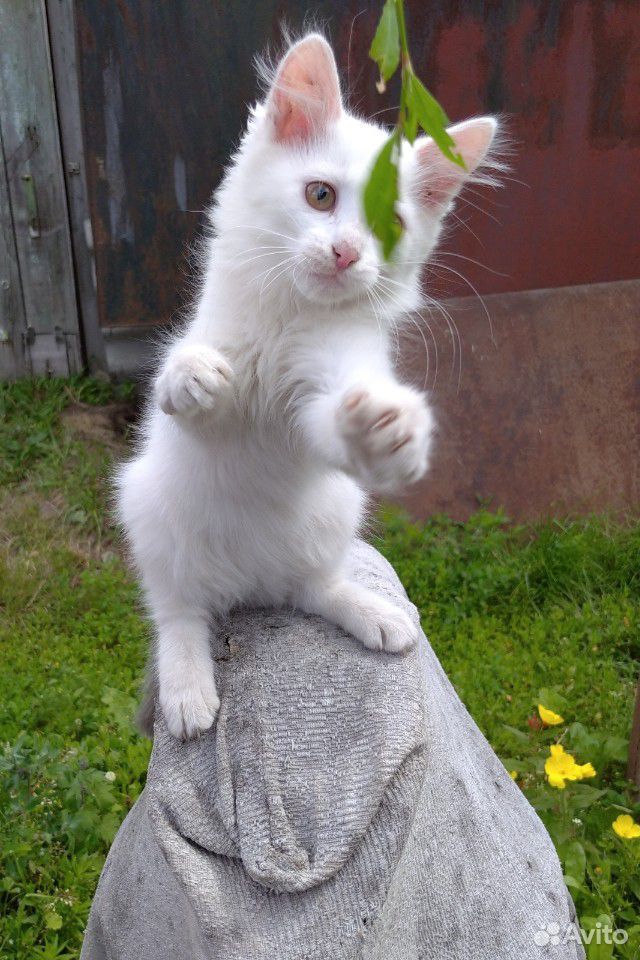 Королевский котенок купить на Зозу.ру - фотография № 4