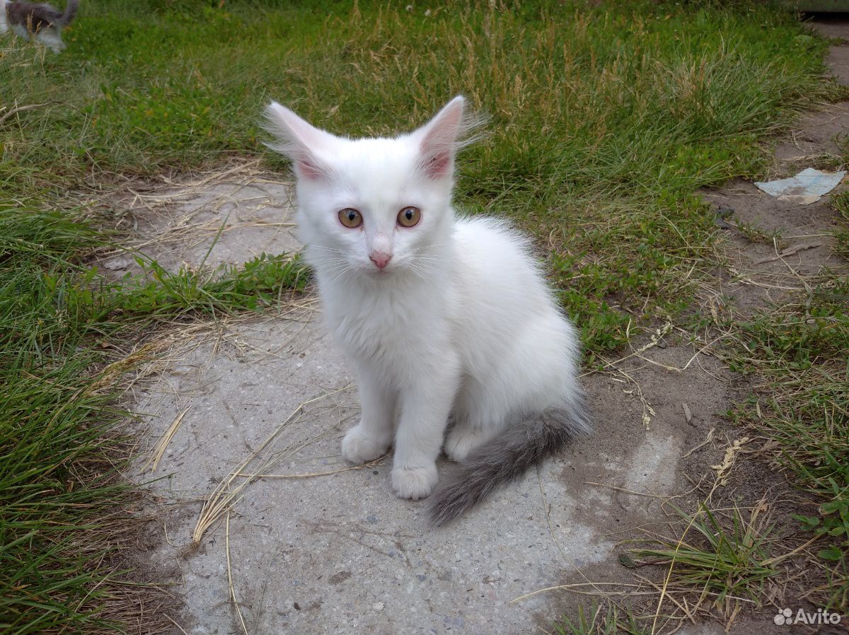 Королевский котенок купить на Зозу.ру - фотография № 2