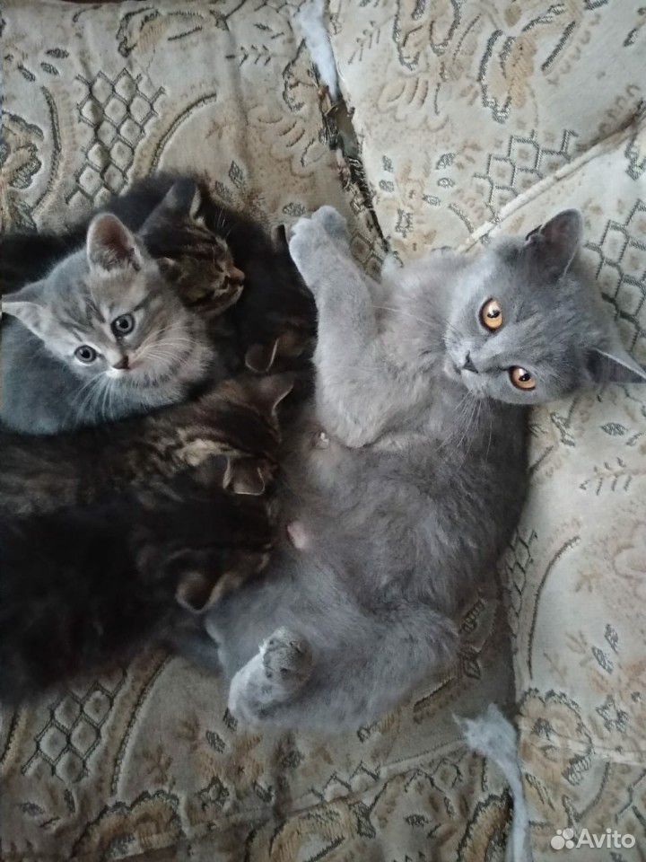 Кошка и котята купить на Зозу.ру - фотография № 1