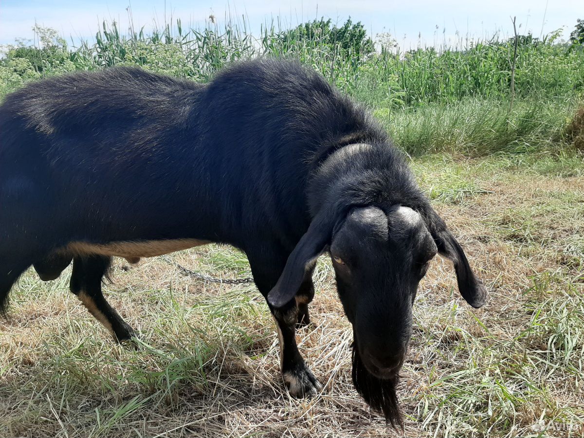 Нубийский козёл на племя купить на Зозу.ру - фотография № 4