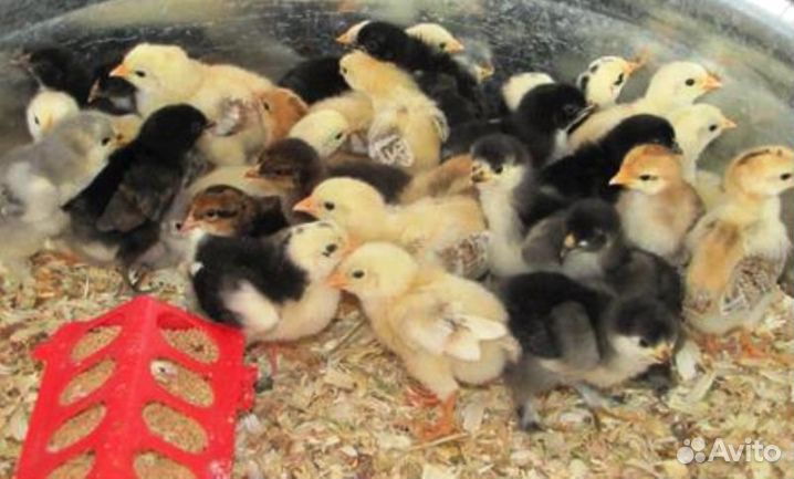 Продам породистых цыплят, кур купить на Зозу.ру - фотография № 1