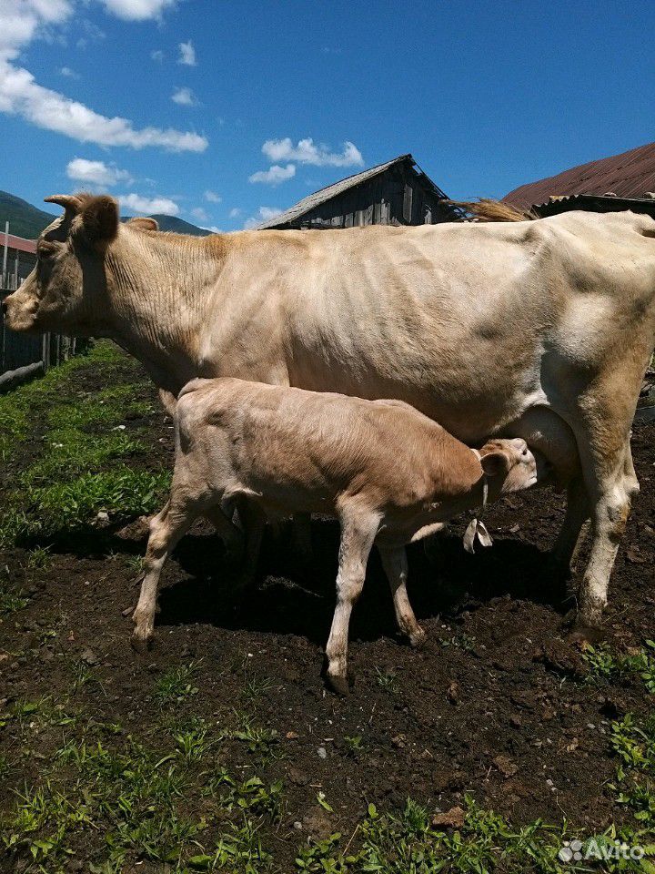 Корова и телята(бычки) купить на Зозу.ру - фотография № 7