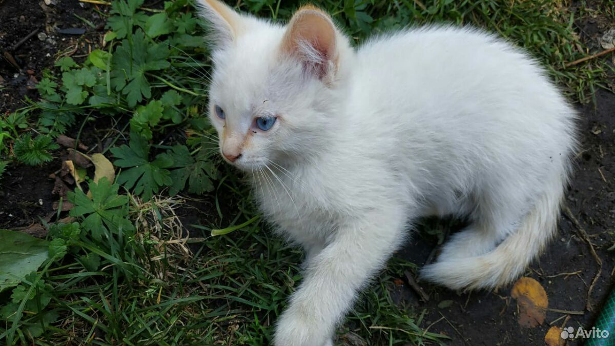 Котенок белый трёхшерстная серая купить на Зозу.ру - фотография № 10