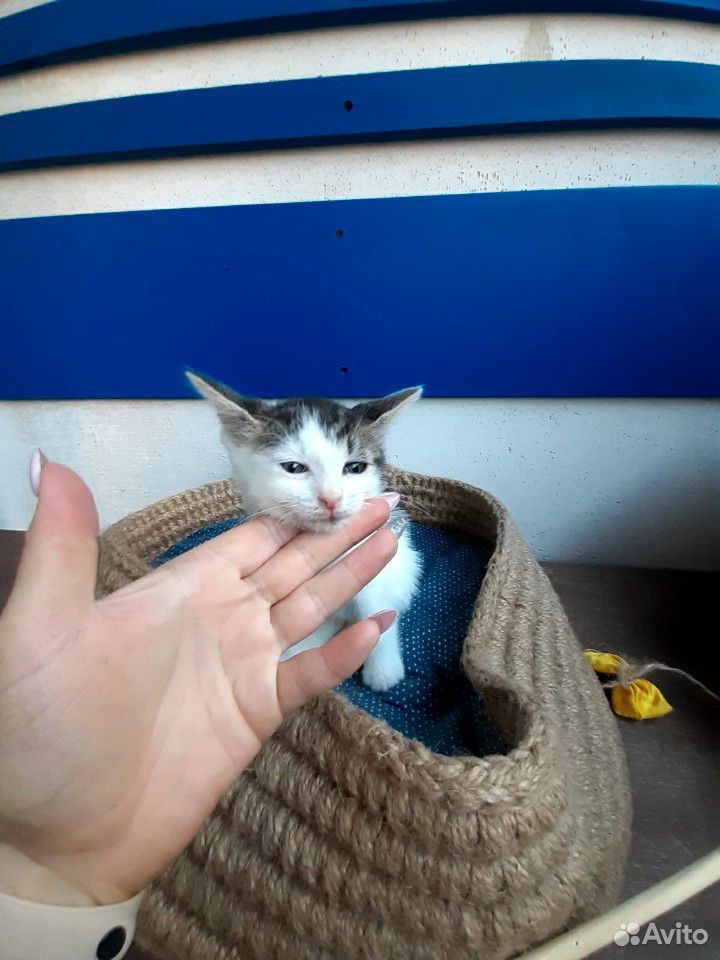 Котенок Малу купить на Зозу.ру - фотография № 2