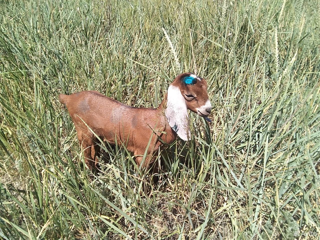 Нубийские породистые козлята купить на Зозу.ру - фотография № 5
