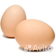 Инкубационное яйцо индюшиное купить на Зозу.ру - фотография № 1