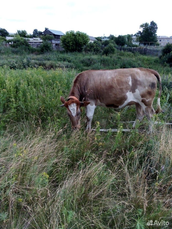 Телка. Корова купить на Зозу.ру - фотография № 6