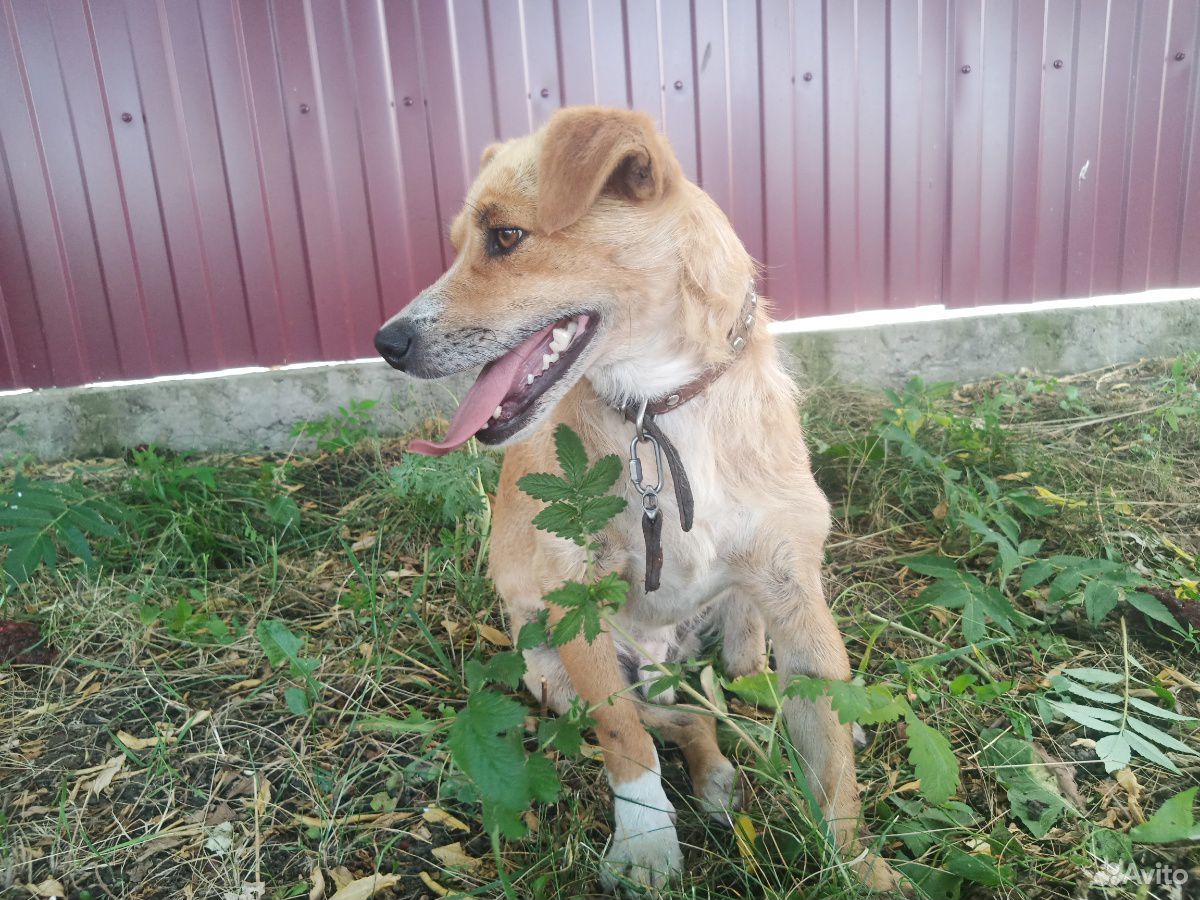 Найдена собака купить на Зозу.ру - фотография № 4