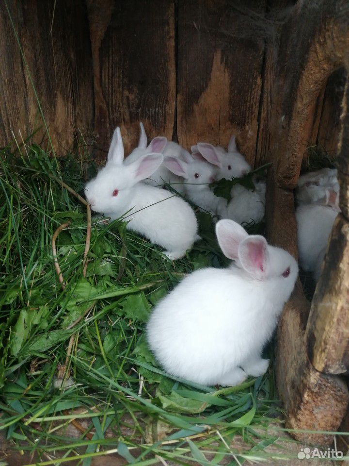 Кролики большие/маленькие купить на Зозу.ру - фотография № 3