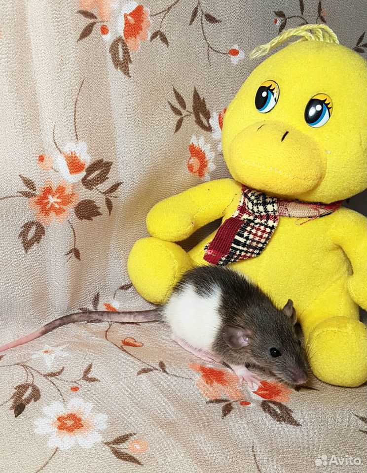 Крысята кудряшки и стандарты купить на Зозу.ру - фотография № 4