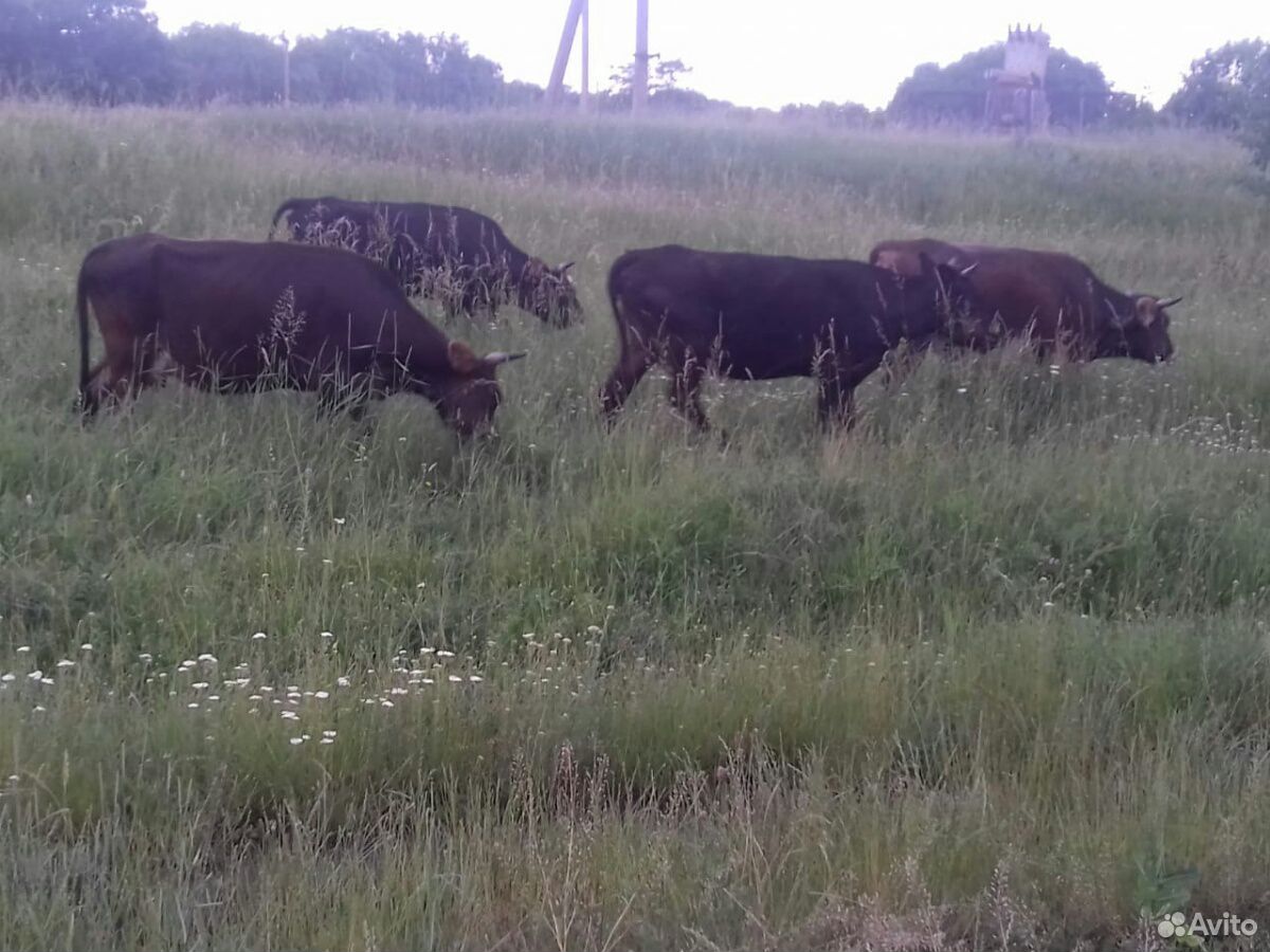 Продаются коровы купить на Зозу.ру - фотография № 2