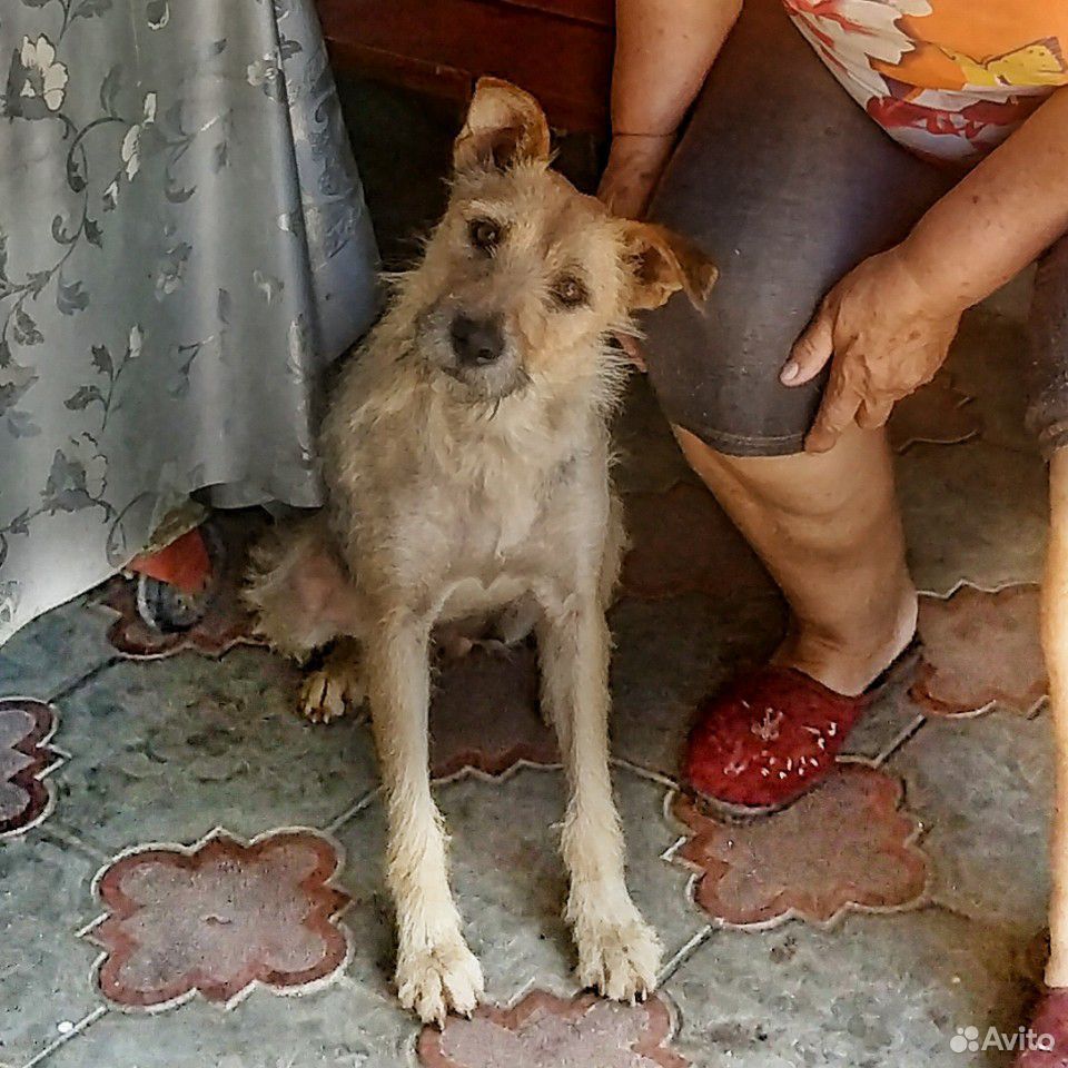 Лучшая собака ищет дом купить на Зозу.ру - фотография № 3