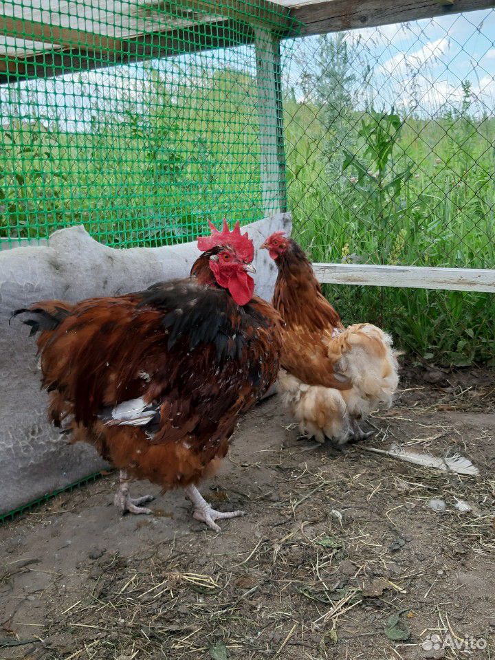 Цыплята мясо-яичных пород кур купить на Зозу.ру - фотография № 8