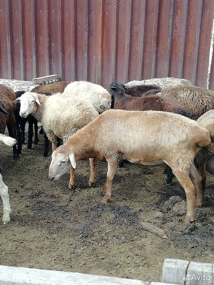 Бараны овцы оптом купить на Зозу.ру - фотография № 3