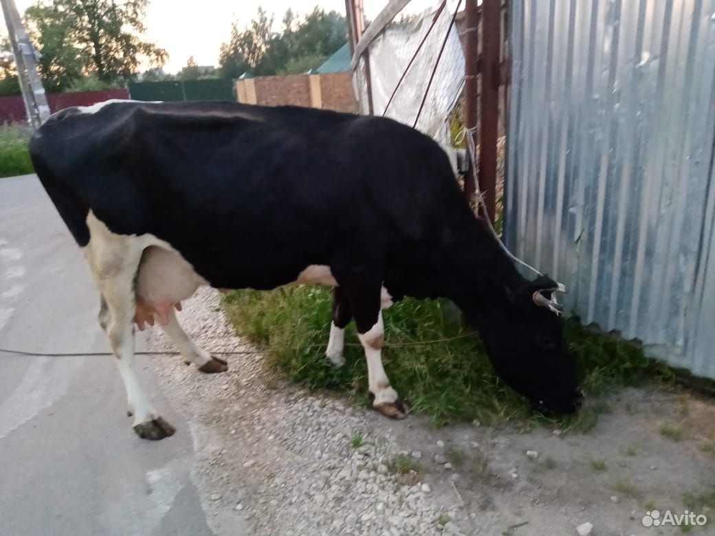 Корова телка купить на Зозу.ру - фотография № 2