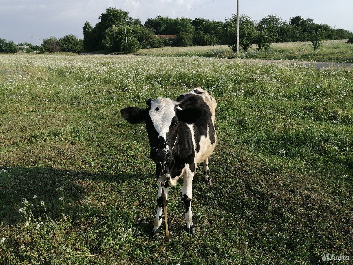 Корова, телочки купить на Зозу.ру - фотография № 4