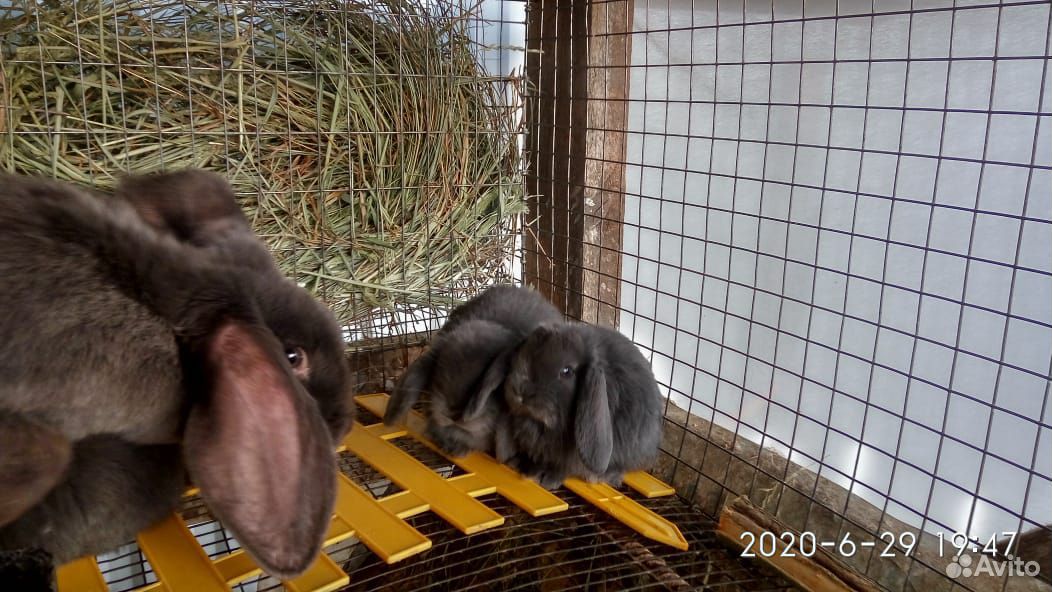 Крольчата Французский баран и Калифорния купить на Зозу.ру - фотография № 5
