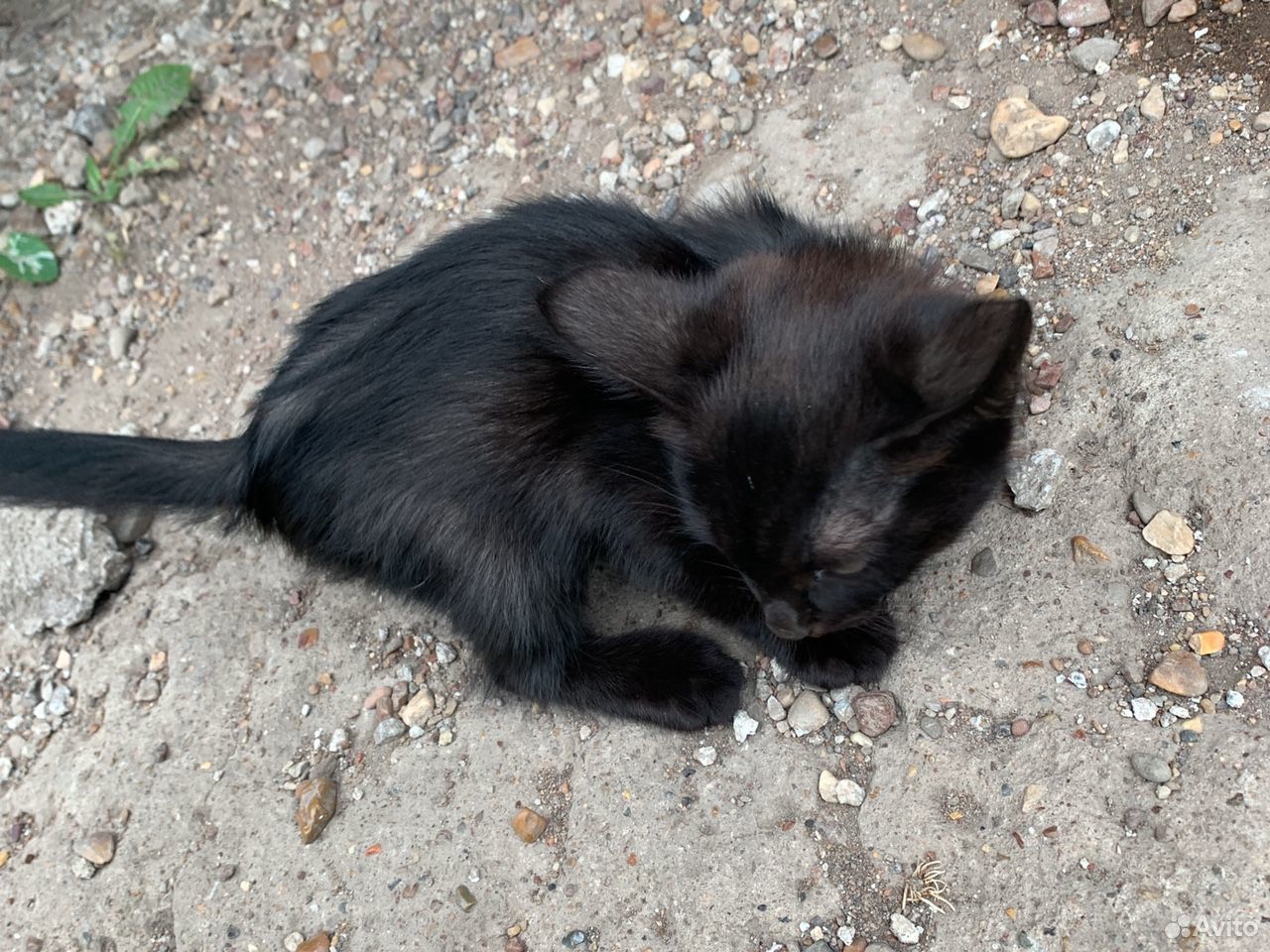 Котёнок черныш купить на Зозу.ру - фотография № 2
