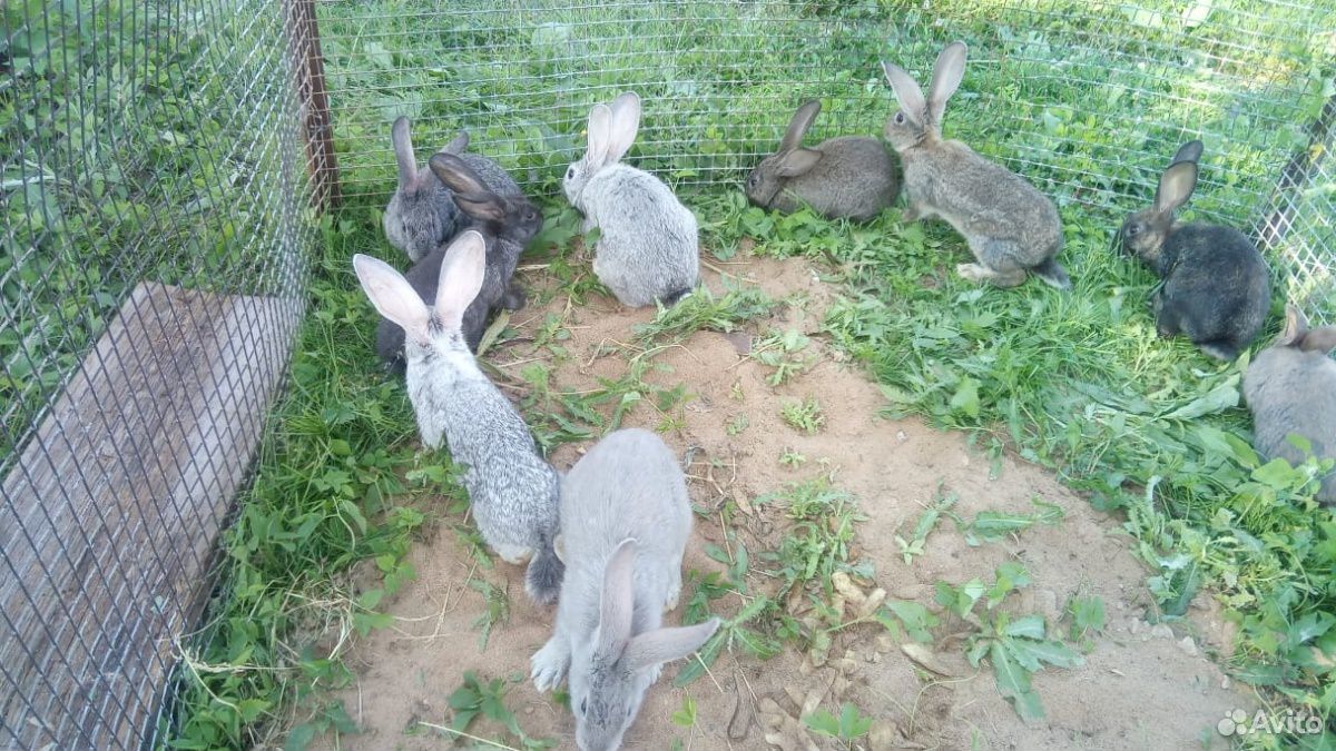 Крольчата-великаны купить на Зозу.ру - фотография № 2