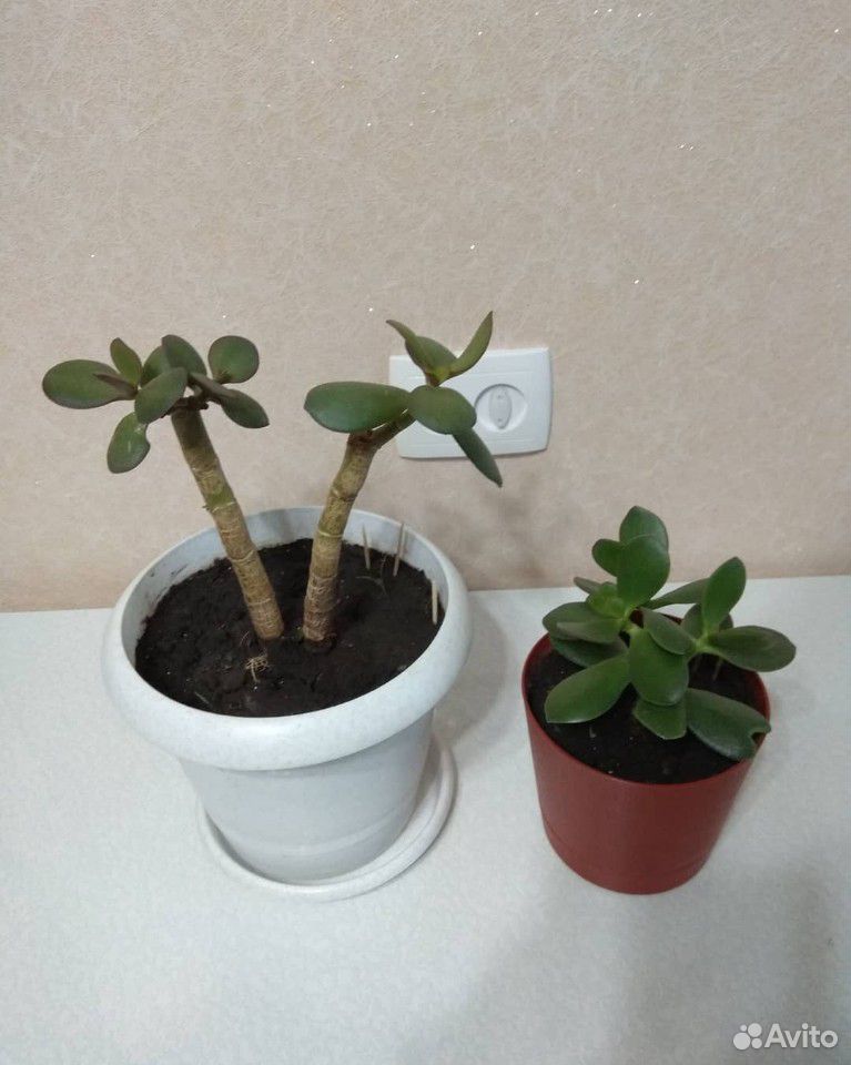 Комнатные растения купить на Зозу.ру - фотография № 9
