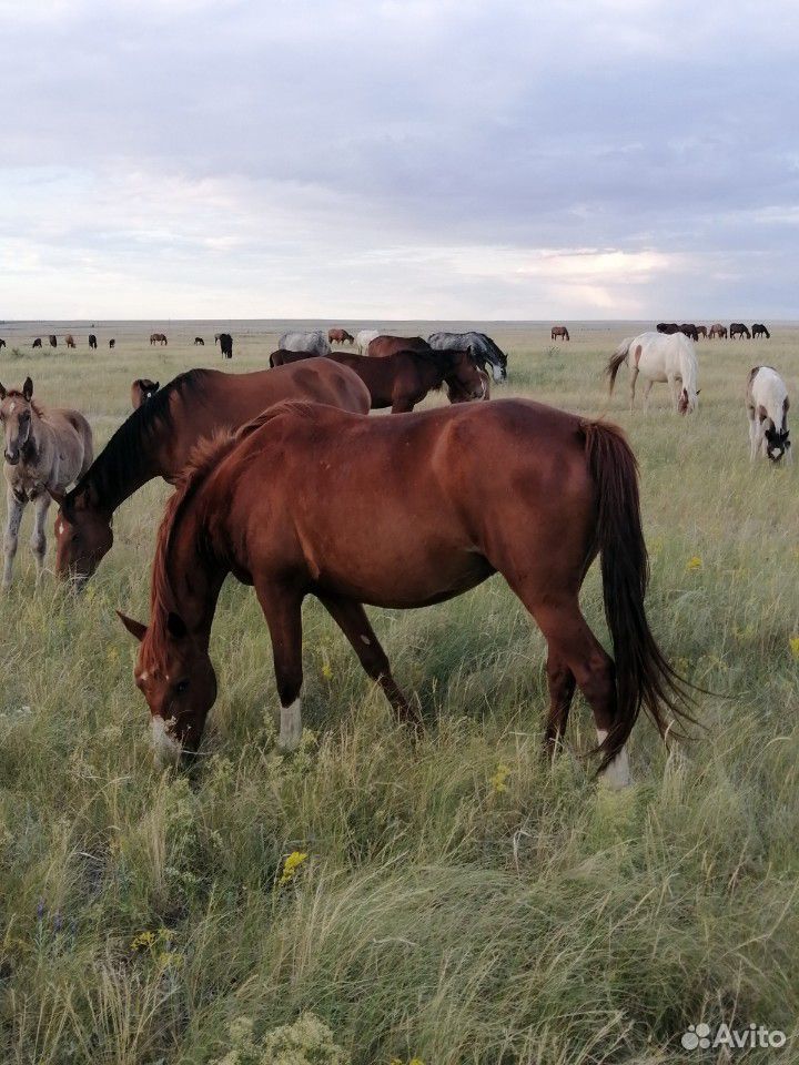 Две лошади вторая с жиребёнком купить на Зозу.ру - фотография № 3