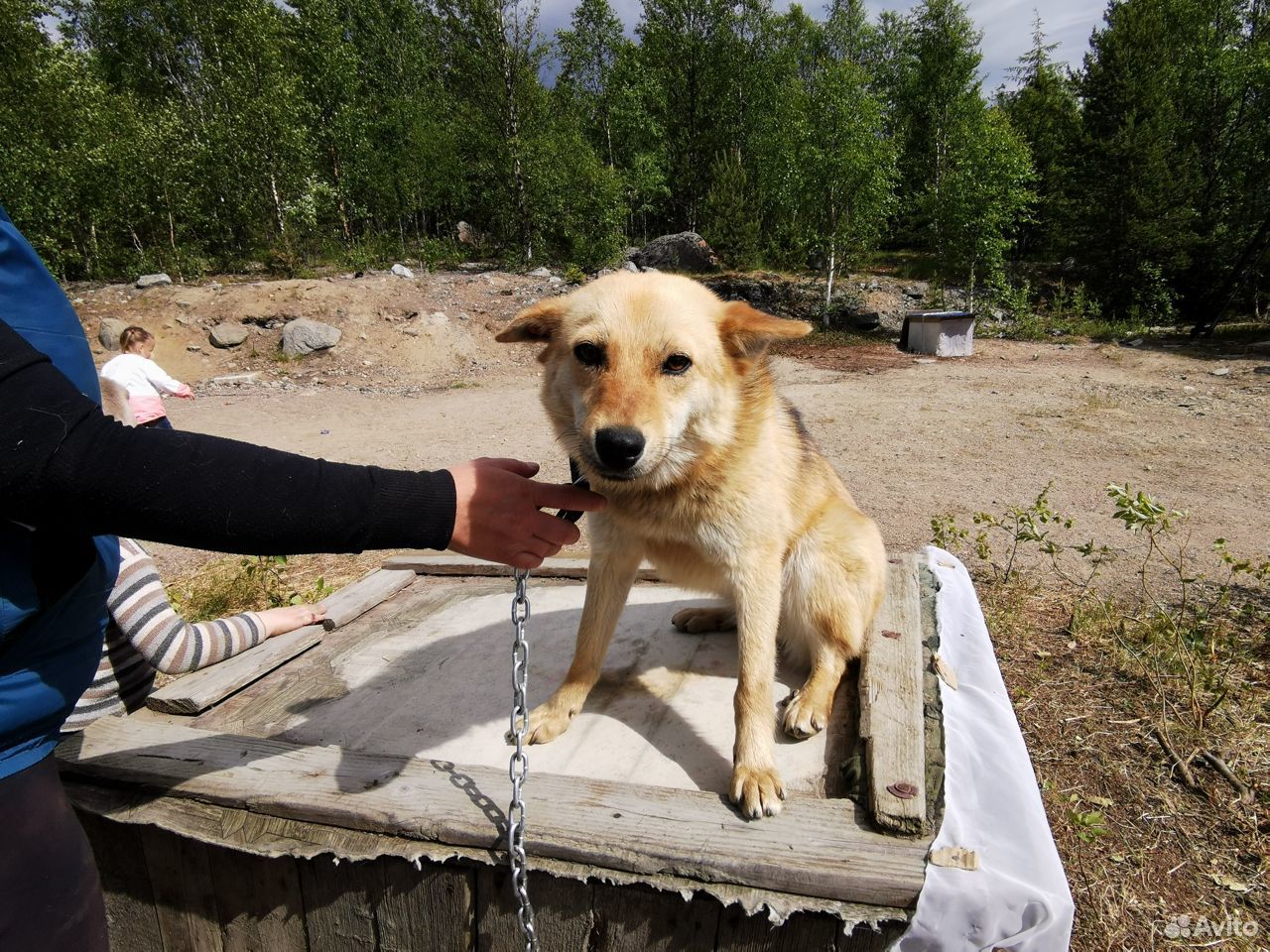 Охотничья собака Ирма купить на Зозу.ру - фотография № 6