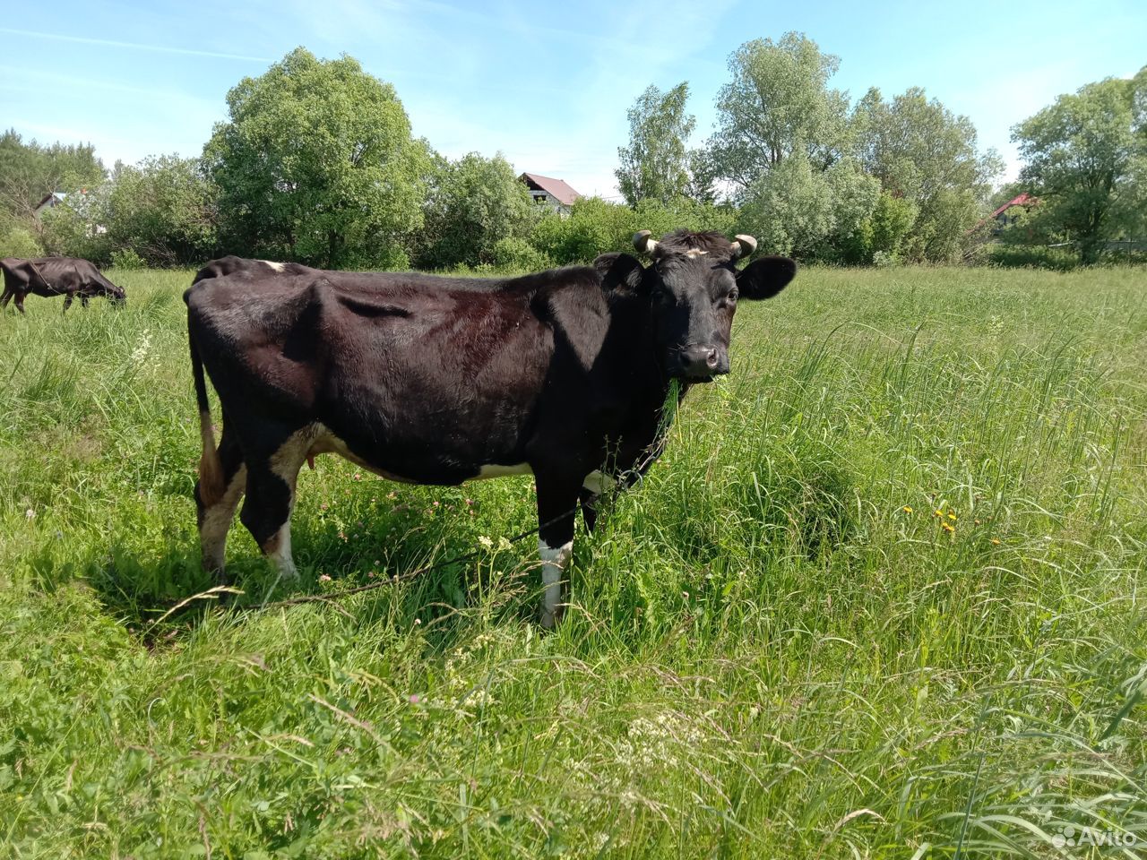 Продаются две дойные коровы: купить на Зозу.ру - фотография № 2